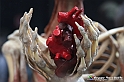 VBS_3100 - Mostra Body Worlds